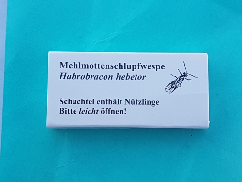 Mehlmottenschlupfwespe gegen Lebensmittelmotten